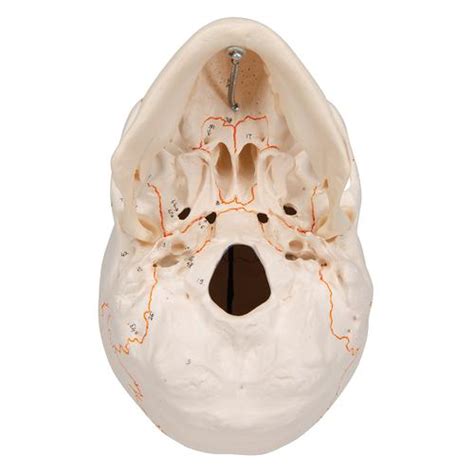 Cráneo Clásico Con Mandíbula Abierta Desmontable En 3 Piezas 3b