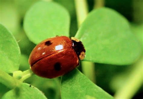 Ladybird Colors Reveal Their Toxicity To Predators Says New Research
