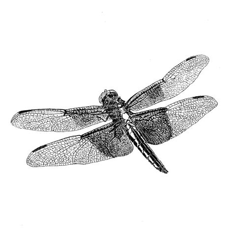 Widow Skimmer Dragonfly Drawing By James Aceino Pixels