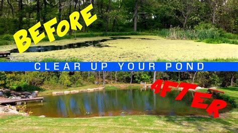 how to clear up your pond water youtube