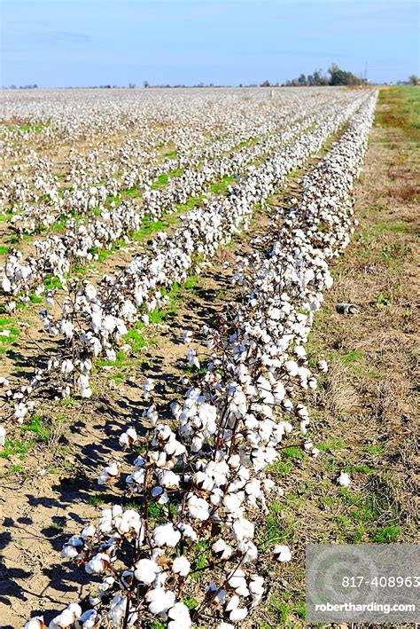 Cotton Field Ready For Harvesting Stock Photo
