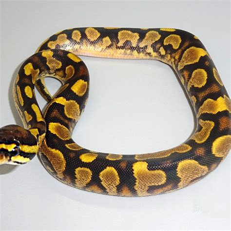 Yellow Belly Calico Ball Python Baby
