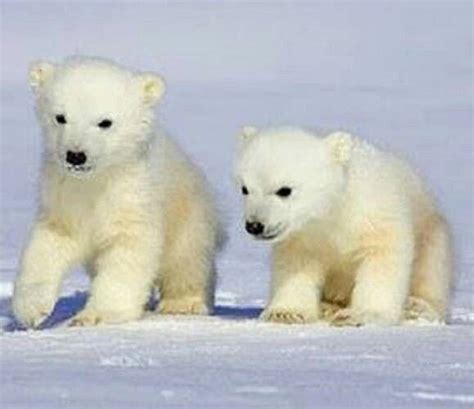 Polar Bear Pups Animals Pinterest Polar Bear Pup And Bears