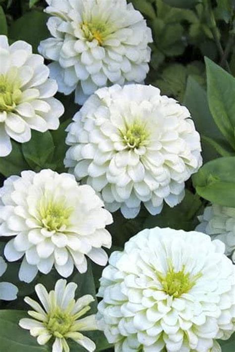 Zinnia White Color Seeds Plantshopme