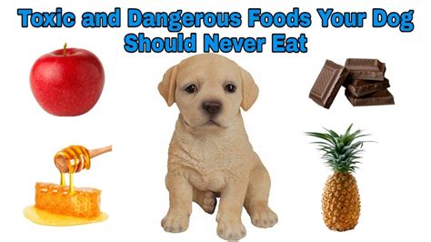Toxic And Dangerous Foods Your Dog Should Never Eat Happy Pet Youtube
