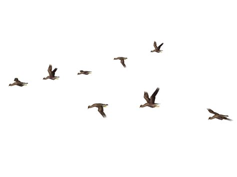 Flying Flock Of Birds Png Image Png Mart