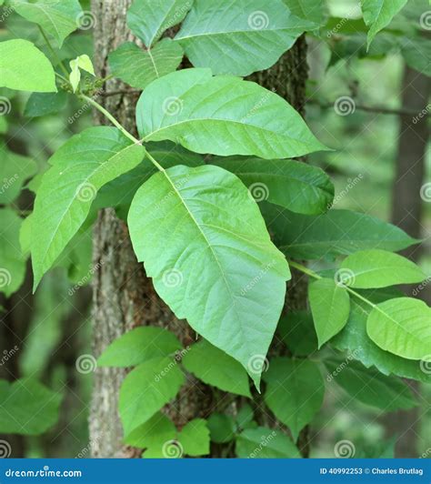 Poison Ivy Toxicodendron Radicans Stock Image Image Of Leaf Vine