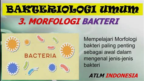 Morfologi Bentuk Bakteri Coccus Bacillus Spiral Bakteriologi Umum