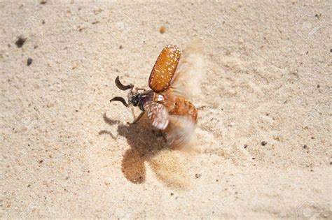 One Of The Sandflies On The Beach Mosquito Repellent Insider
