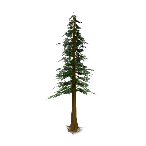 Spruce Tree White Transparent Spruce Tree Tree Spruce Nature Png