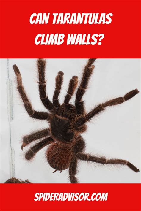 Can Tarantulas Climb Walls Spider Advisor