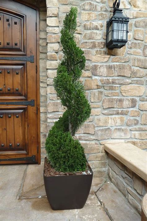 Buy Emerald Green Arborvitae Spiral Topiary Free Shipping For Sale