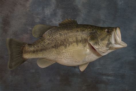 Largemouth Bass Reproduction