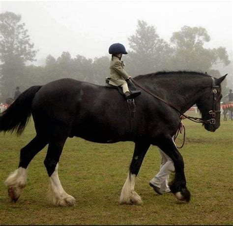 children learn  ride  horses  ponies good horse