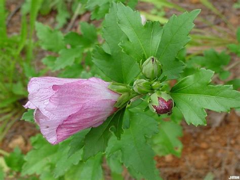 Rose Of Sharon The Morton Arboretum