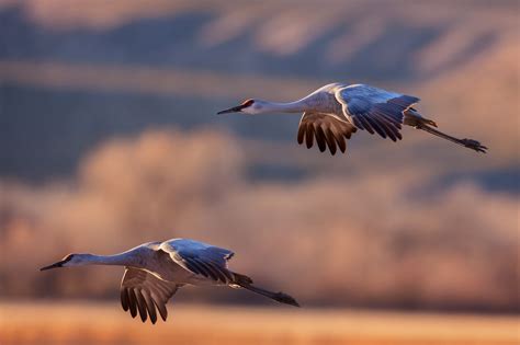 Two Sandhill Cranes Flying In Unison Fine Art Photo Print Photos By