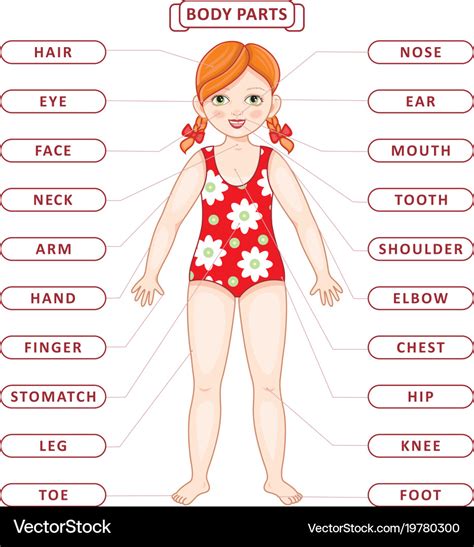 Flat Redhead Girl Body Part Vocabulary Royalty Free Vector