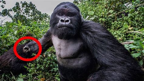 We did not find results for: What Happens with Gorilla hand? Mystery? in 2020 | Western ...