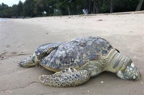Sea Creature Killed Is Giant Hard Shelled Turtle Mysteriously Sliced In