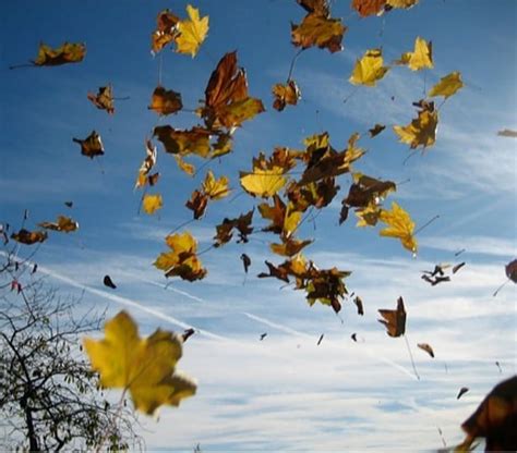 uand les feuilles s'envolent, les cris s'en vont 🍃 ~•By Moi• Autumn