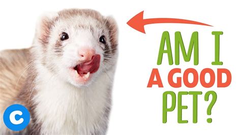 Are Ferrets Good Pets Chewy Youtube