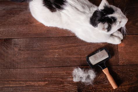 Vomiting In Cats Its Not Just About Hairballs Summeridge Animal
