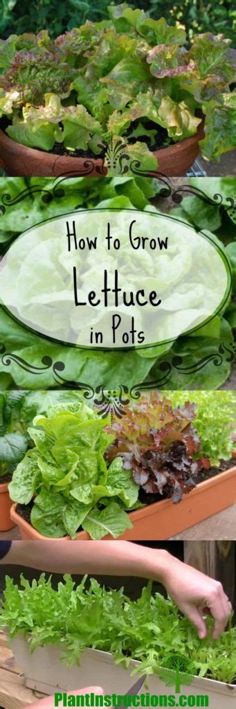 How To Grow Lettuce In Pots Or Containers Plant Instructions