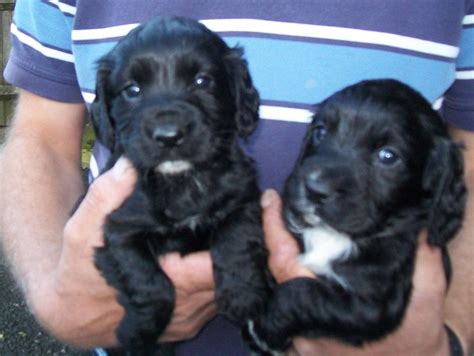 They will come with 5 weeks free insurance. Beautiful Black working cocker spaniel puppies ...