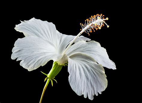 White Hibiscus Flower · Free Stock Photo