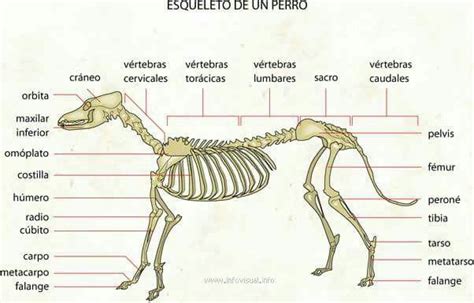 Esqueleto De Un Perro Dog Anatomy Vet Medicine Dog Skeleton