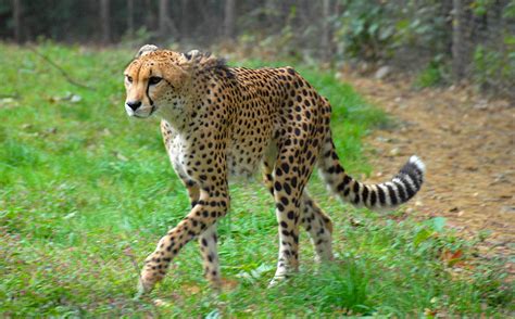 Beautiful African Animals Safaris Cheetah Hunting Speed And The Fastest Man In The World