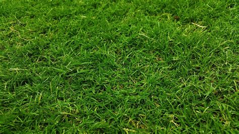 How To Grow And Care For Your Bermuda Grass Green Grass Sod Farms