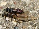 Photos of Cricket Wasp