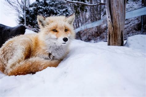 Red Fox By Lina Wee On 500px Fox Cute Fox Red Fox