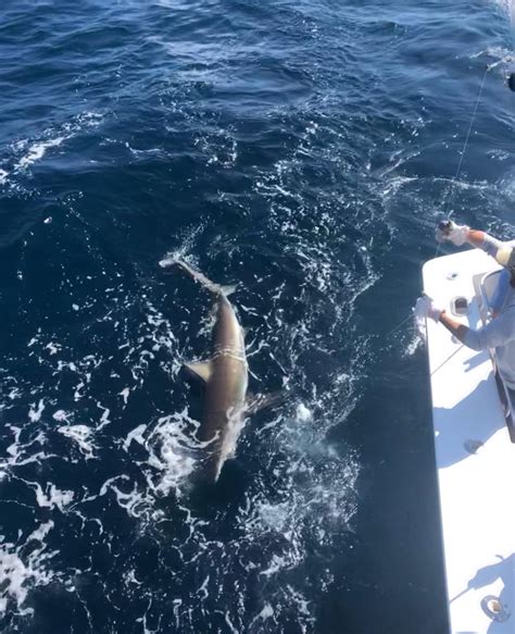 Florida Shark Fishing 10841
