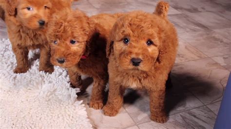 Visit our site stud services available dm utahgoldendoodles.co. Cutest Mini F1b Goldendoodle Puppies!! - YouTube