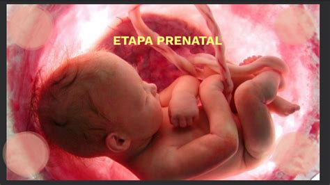 Etapa Prenatal By Gloria Estrella Orozco On Prezi
