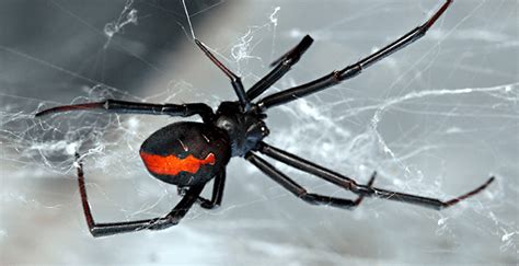 This pose shows off her bright markings, which, according to a report published by the society for integrative. Common Spiders You Can Find in Singapore