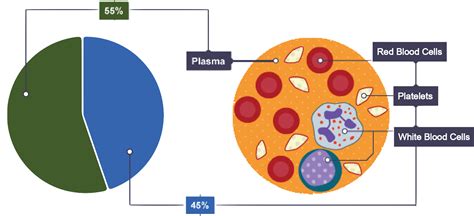 Igcse Biology Notes 257 Describe The Composition Of The Blood Red