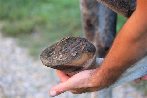 How To Deal With A Nail In Your Horses Hoof Equesure