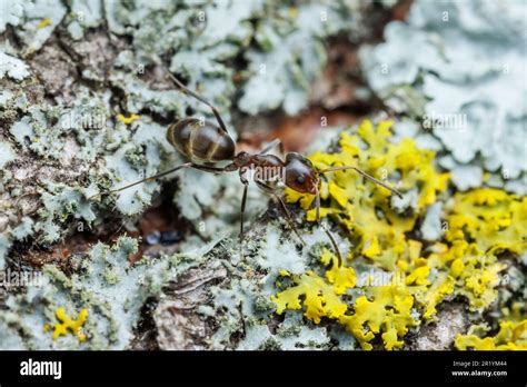 Pyramid Ant Dorymyrmex Smithi Stock Photo Alamy