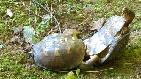 box turtles mating graphic part 1 of 3 youtube