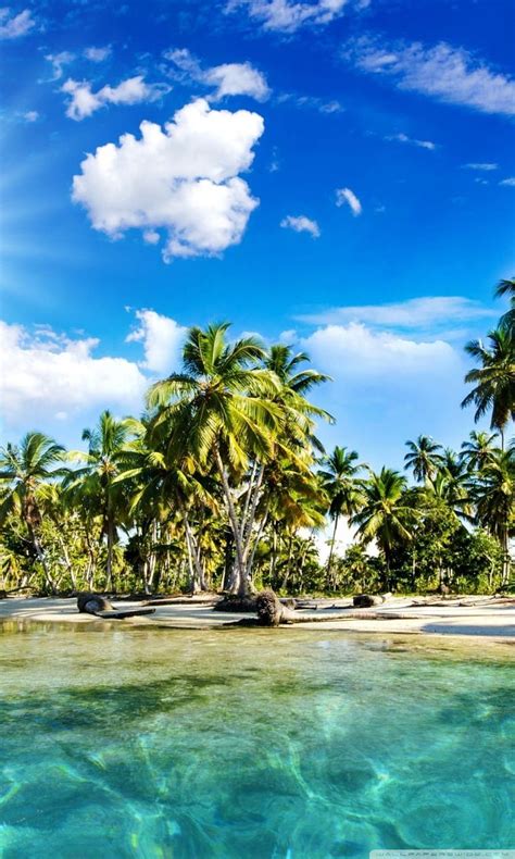 Tropics Palm Trees Sun Beach Latar Belakang Ultra Untuk U Tv Tablet