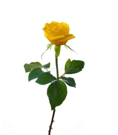 458 Long Stem Yellow Rose Stock Photos Free And Royalty Free Stock