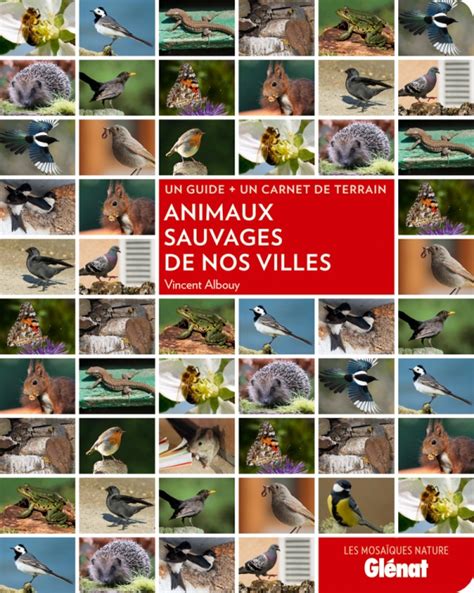 Animaux Sauvages De Nos Villes Éditions Glénat