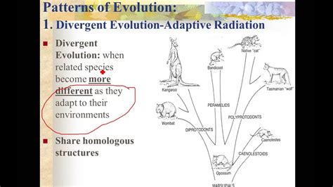 Patterns Of Evolution Part 1 Convergence And Divergence Youtube