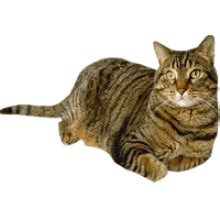 Cats free animals fictional characters. Cat And Dog PNG No Background Transparent Cat And Dog No ...