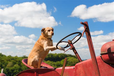 How To Choose A Farm Dog Grit