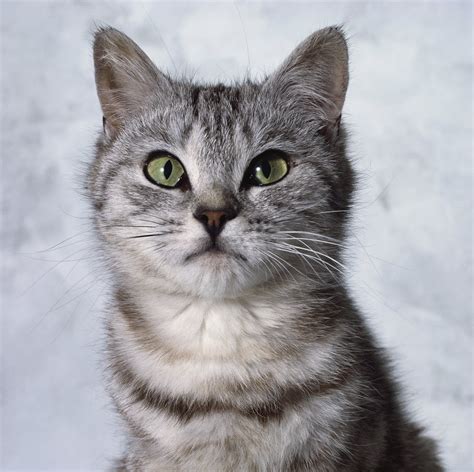 23 Gray Tabby Kitten Pictures Furry Kittens
