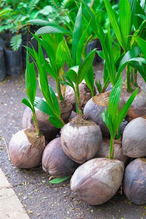 So clearly, a coconut is a fruit, more specifically a drupe. dwarf coconut tree - Bonsai Plants Nursery